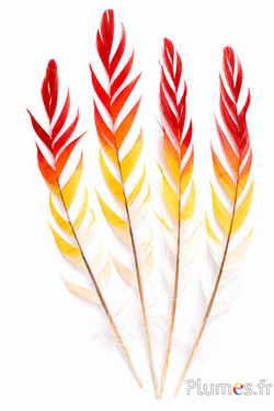 Fagiano di Colchide Spiga - sbiancata - 30-35 cm - crema-giallo-arancio sanguigno